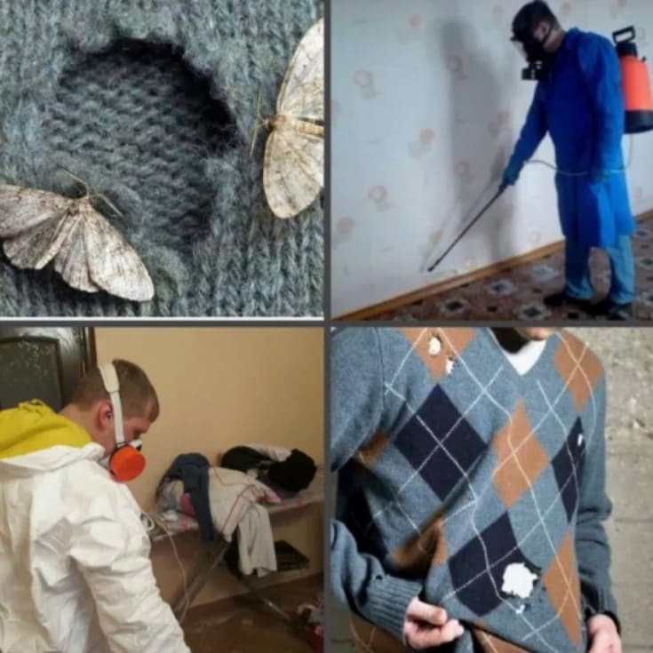 Уничтожение моли