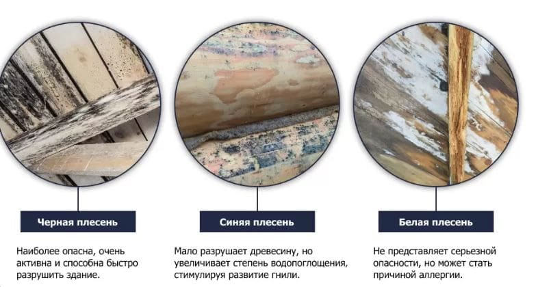 Уничтожение плесенни