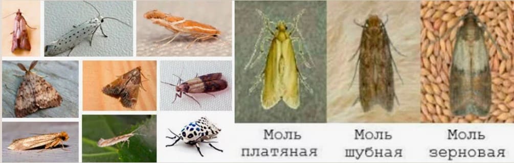 Моль средства уничтожения