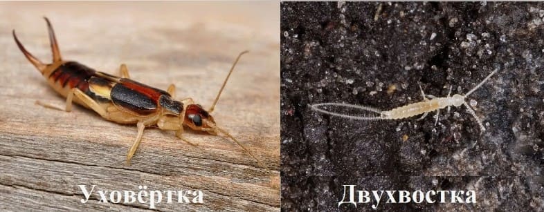 Двухвостка и уховертка