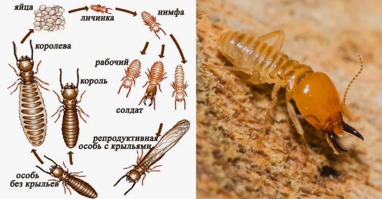 Жизненный цикл уховертки