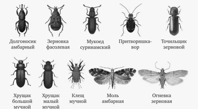 Фумигация груза